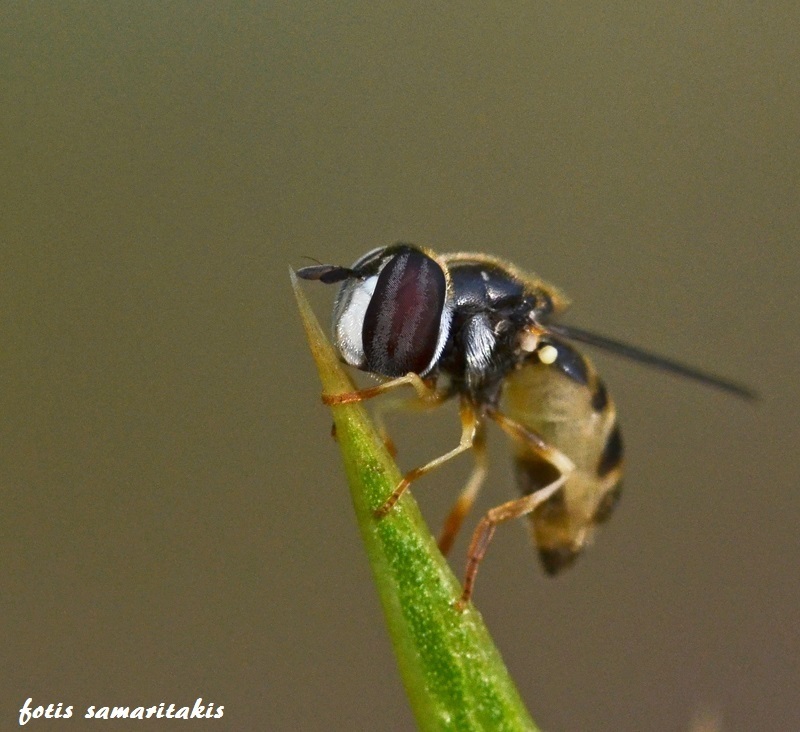 Paragus compeditus