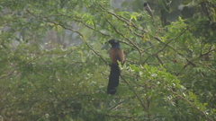 Centropus sinensis parroti