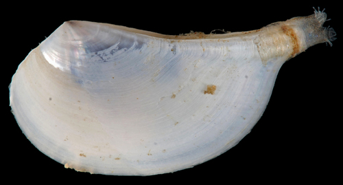 Pandora trilineata observed 2016-08-03
