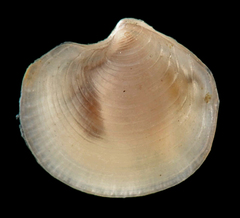 Parvilucina crenella