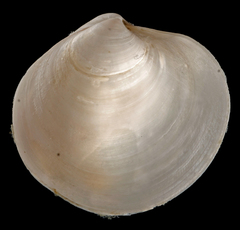 Cyclinella tenuis