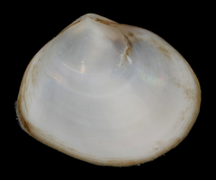 Abra aequalis