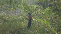 Centropus sinensis parroti