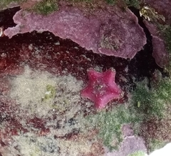 Aquilonastra