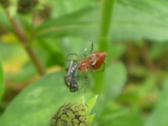Alpaida leucogramma