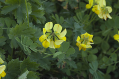 Securigera orientalis