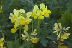 Securigera orientalis