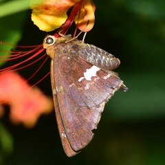 Epargyreus cruza