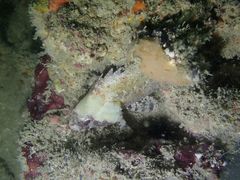 Centrogenys vaigiensis