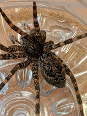 Dolomedes scriptus