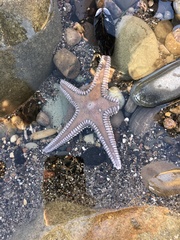Astropecten verrilli