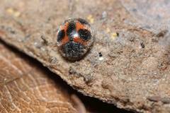 Platynaspidius maculosa