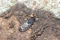 Neuroctenus castaneus