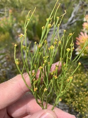Thesium commutatum
