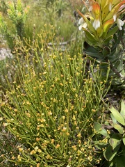 Thesium commutatum
