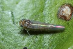 Ishiharella polyphemus