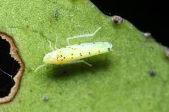 Limassolla multipunctata