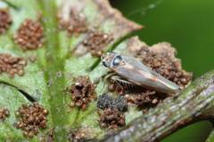 Arboridia apicalis