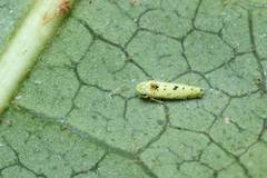 Limassolla multipunctata