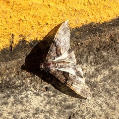 Gastrinodes argoplaca