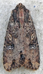 Apamea apamiformis