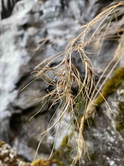 Festuca vivipara