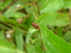 Alpaida leucogramma