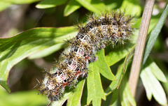 Ormiscodes amphimone