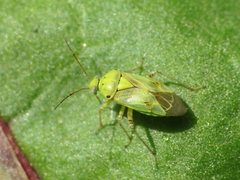 Lygus gemellatus