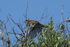 Lanius senator badius