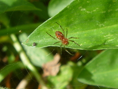 Alpaida leucogramma