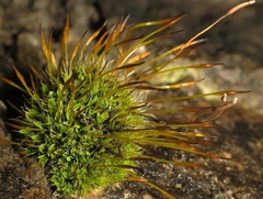 Tortula muralis muralis