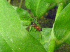Alpaida leucogramma