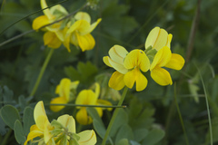 Securigera orientalis