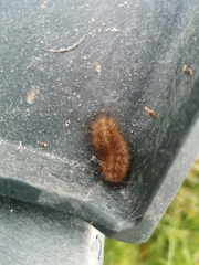 Lepidoptera