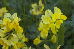 Securigera orientalis