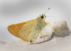 Ochlodes brahma