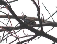 Sturnus vulgaris