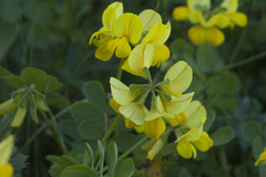 Securigera orientalis