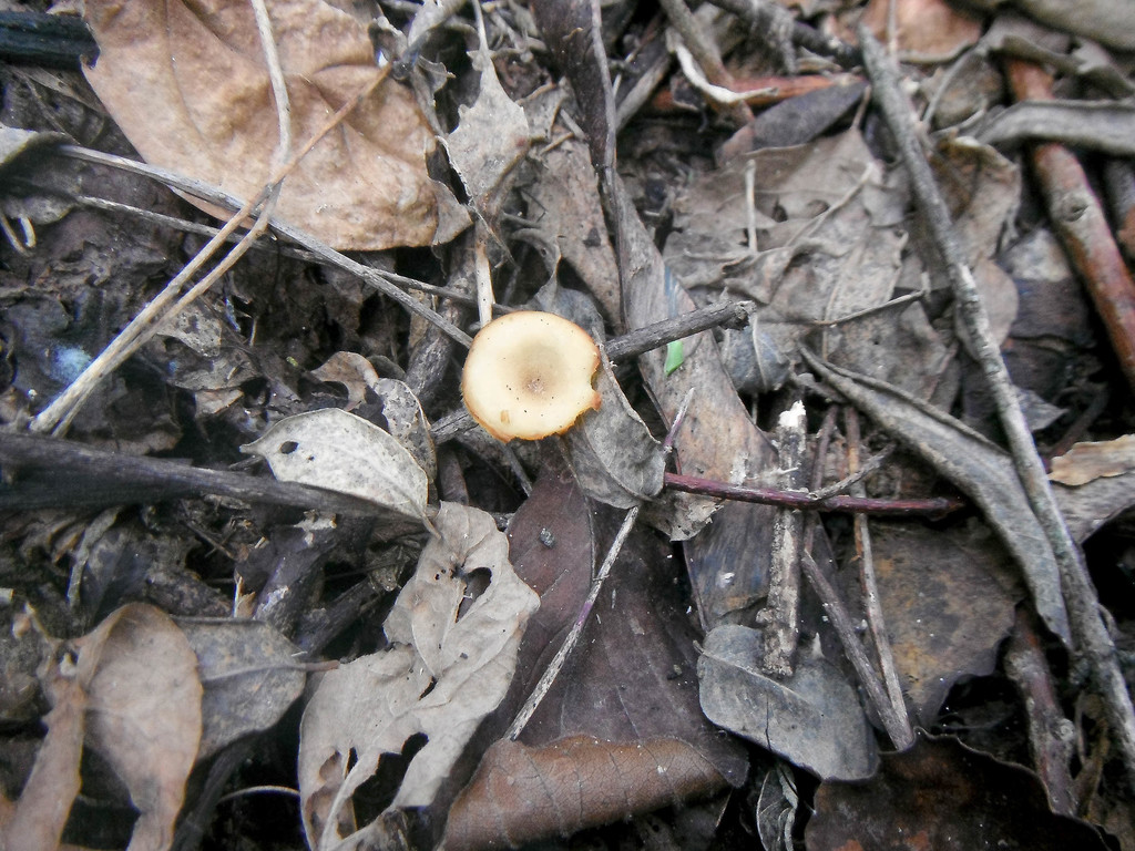Lentinus flexipes · December 2020 · photo: © carlospadron (iNaturalist, cc-by-sa)