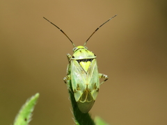 Lygus gemellatus