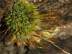 Tortula muralis muralis