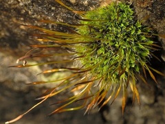 Tortula muralis muralis