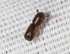 Monarthrum dentigerum