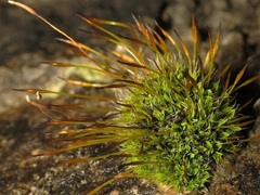 Tortula muralis muralis