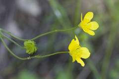 Ranunculus canus