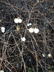 Symphoricarpos albus
