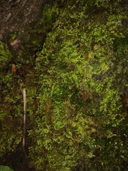 Ctenidium molluscum