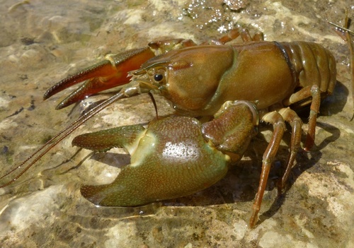 Signal Crayfish, photo 2 of 10
