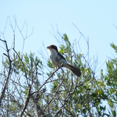 Lanius senator badius